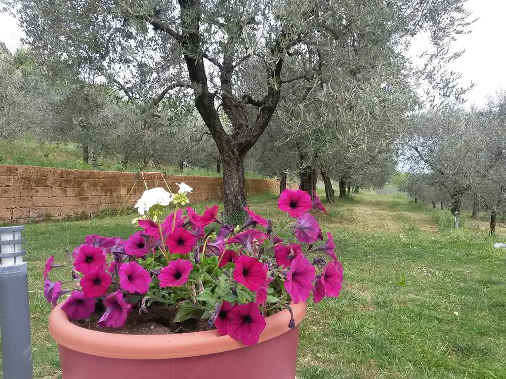 Agriturismo Camparella パストレンゴ エクステリア 写真