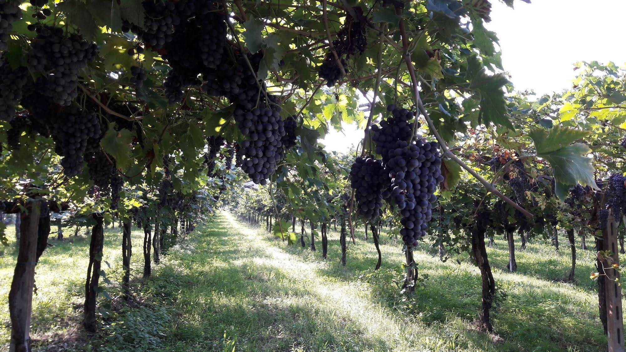 Agriturismo Camparella パストレンゴ エクステリア 写真